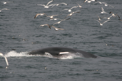 Minke whale surface feeding 12/11/07, Roaringwater bay © Padraig Whooley, IWDG